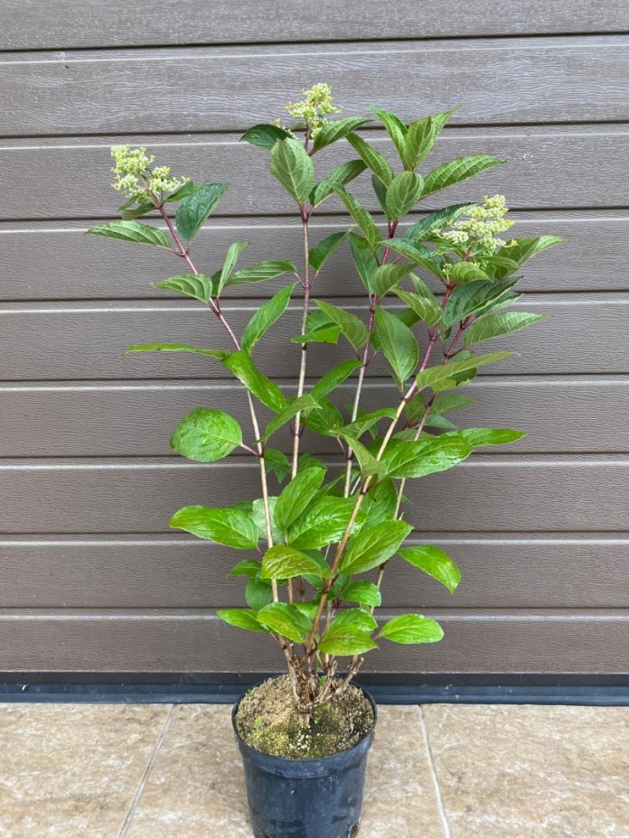 Hortensja bukietowa 'Early Harry' PBR Hydrangea paniculata